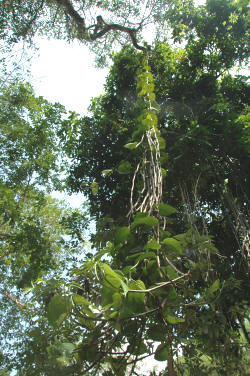 Scindapsus - The Devil's Ivy growing in rain forest condition.